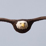 11SB7856 American Bald Eagle